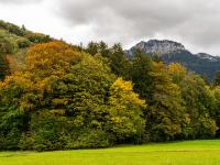 Herbstlicher Waldrand mit Scheibenwand Ausblick